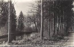 Cp 91 VERT LE PETIT Sous Bois Et L'Essonnes ( Chemin  ) - Vert-le-Petit