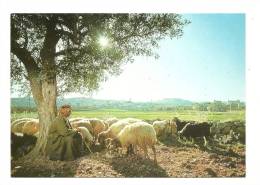 Cp, Agriculture, Le Berger Avec Son Troupeau Dans Le Champ Des Bergers, Au Fond, Bethléem (Israël) - Allevamenti