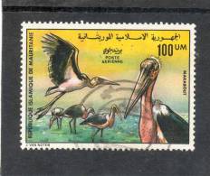 MAURITANIE : Oiseau : Marabout ( Leptoptilos Crumenifer ).    - Echassier - Ciconiformes - Ciconidés - Storchenvögel