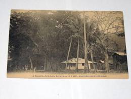 Carte Postale Ancienne : Nouvelle Caledonie Agricole : LE CAFE : Habitation Dans La Brousse - Neukaledonien