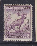 CANADA TERRE NEUVE N°173  4 C ROSE CARIBOU OBL - 1908-1947