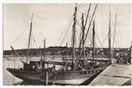 CAMARET  - Thoniers Et Langoustiers Au Quais. CPSM. - Camaret-sur-Mer