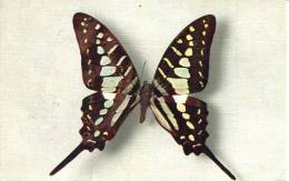 N°26396 -cpa Papilio Antheus (Afrique) - Papillons