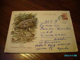 USSR  RUSSIA  BIRD   PARTRIDGE  , POSTAL STATIONERY  COVER ,  1960 - Rebhühner & Wachteln