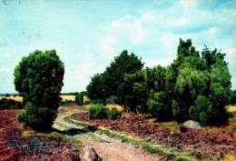 AK Lüneburg, Lüneburger Heide, Gel 1964 - Lüneburger Heide