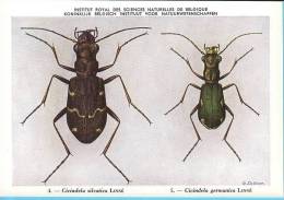 KBIN / IRSNB - Ca 1950 - Insecten Van België - Kevers - 3 - Coleoptera, Beetles, Coléoptères - Insetti