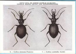 KBIN / IRSNB - Ca 1950 - Insecten Van België - Kevers - 4 - Coleoptera, Beetles, Coléoptères - Insetti