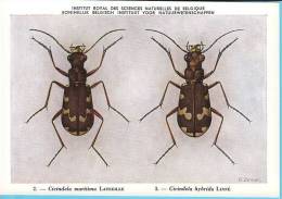 KBIN / IRSNB - Ca 1950 - Insecten Van België - Kevers - 2 - Coleoptera, Beetles, Coléoptères - Insecten
