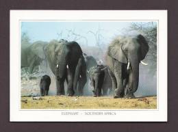 ÉLÉPHANTS - AFRICAN ELEPHANT - SOUTHERN AFRICA - PHOTO R CRAIG COOPER - ART PUBLISHERS - Elefanti