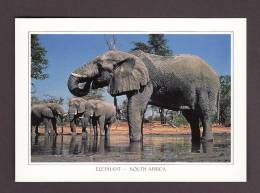 ÉLÉPHANTS - ELEPHANT - LOXODONTA AFRICANA - SOUTHERN AFRICA - PHOTO MARTIN HARVEY - ART PUBLISHERS - Elefanti