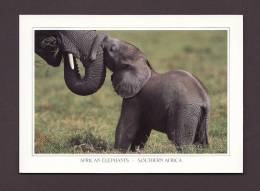 ÉLÉPHANTS - AFRICAN ELEPHANTS - BABY - LOXODONTA AFRICANA - SOUTHERN AFRICA - PHOTO JOHN HONE - BY ART PUBLISHERS - Olifanten