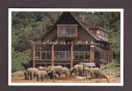 ÉLÉPHANTS - INDIAN ELEPHANTS - BY THE ARK - Elefanti