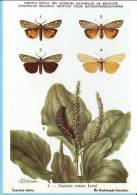 KBIN (ca 1950) - Insecten Van België - Lepidopteren (2) 4 - Heterocera, Nachtvlinders, Lépidoptères, Hétérocères, Moths - Papillons