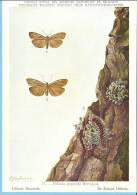 KBIN (ca 1950) - Insecten Van België - Lepidopteren (2) 17 - Heterocera, Nachtvlinders, Lépidoptères, Hétérocères, Moth - Papillons