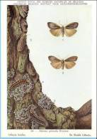 KBIN (ca 1950) - Insecten Van België - Lepidopteren (2) 20 - Heterocera, Nachtvlinders, Lépidoptères, Hétérocères, Moth - Mariposas