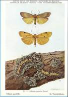 KBIN (ca 1950) - Insecten Van België - Lepidopteren (2) 21 - Heterocera, Nachtvlinders, Lépidoptères, Hétérocères, Moth - Butterflies