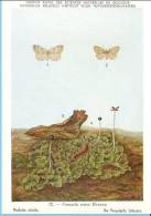 KBIN (ca 1950) - Insecten Van België - Lepidopteren (2) 22 - Heterocera, Nachtvlinders, Lépidoptères, Hétérocères, Moth - Mariposas