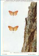 KBIN (ca 1950) - Insecten Van België - Lepidopteren (2) 23 - Heterocera, Nachtvlinders, Lépidoptères, Hétérocères, Moth - Butterflies