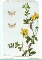 KBIN (ca 1950) - Insecten Van België - Lepidopteren (2) 26 -Heterocera, Nachtvlinders, Lépidoptères, Hétérocères, Moth - Mariposas