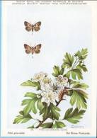 KBIN (ca 1950) - Insecten Van België - Lepidopteren (2) 28 - Heterocera, Nachtvlinders, Lépidoptères, Hétérocères, Moth - Butterflies