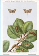 KBIN (ca 1950) - Insecten Van België - Lepidopteren (2) 29 - Heterocera, Nachtvlinders, Lépidoptères, Hétérocères, Moth - Mariposas