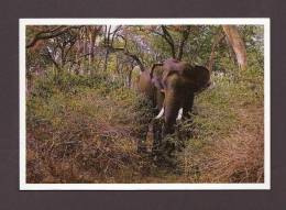 ÉLÉPHANTS - ELEPHANT TUSKER - MUDHUMALAI SOUTH INDIA  -  PHOTO V.B. ANAND - Elefanti