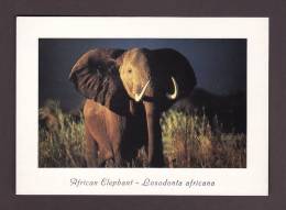 ÉLÉPHANTS - AFRICAN ELEPHANT - LOXODORIA AFRICANA - 17 X 12 Cm - PHOTO D. ALLEN - Elefanti