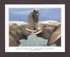 ÉLÉPHANTS - ELEPHANT - KISSING ELEPHANTS - LOXODONTA AFRICANA - 15 X 12 Cm - LEOPARD PHOTO JOHAN KLOPPERS - Olifanten