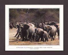 ÉLÉPHANTS - ELEPHANT - AFRICAN ELEPHANTS CHARGING FOR WATER  - 15 X 12 Cm - LEOPARD PHOTO BY FANIE KLOPPERS - Olifanten
