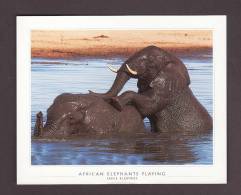 ÉLÉPHANTS - ELEPHANT - AFRICA - AFRICAN ELEPHANTS PLAYING - 15 X 12 Cm - PHOTO FANIE KLOPPERS - Elefanti