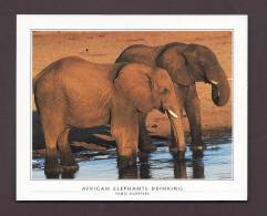 ÉLÉPHANTS - ELEPHANT - AFRICA - AFRICAN ELEPHANTS DRINKING  - 15 X 12 Cm - PHOTO FANIE KLOPPERS - Olifanten