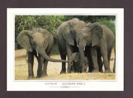 ÉLÉPHANTS - ELEPHANT - ELEPHANTS SOUTHERN AFRICA - ZAMBIA  -  PHOTO RICHARD DU TOIT - Olifanten