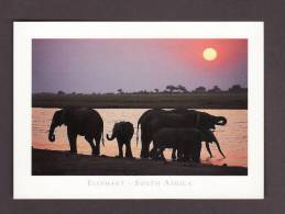 ÉLÉPHANTS - ELEPHANT - ELEPHANTS SILHOUETTE - SOUTH AFRICA - PHOTO MARTIN HARVEY ART PUBLISHERS - Olifanten