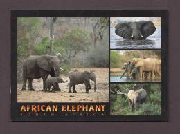 ÉLÉPHANTS - ELEPHANT - ELEPHANTS - AFRICAN ELEPHANT SOUTH AFRICA - BY ART PUBLISHERS - Elefanti