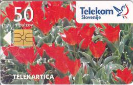 Slovenia, 015, Tulipani / Enkratno Bujenje PO Tel., Flowers, 2 Scans. - Slovenia