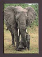 ÉLÉPHANTS - ELEPHANT - ELEPHANTS - AFRICAN WILDLIFE ELEPHANT SOUTH AFRICA - 17 X 12cm -  BY SAPRA - Olifanten