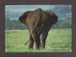 ÉLÉPHANTS - ELEPHANT - ELEPHANTS - AFRICAN ELEPHANT WORLD'S BIGGEST BOTTOM - TANZANIA - 17 X 12cm - PHOTO G. MAVROUDIS - Elefanti