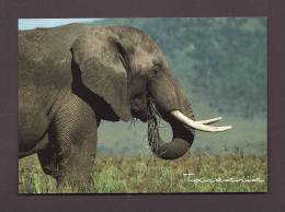 ÉLÉPHANTS - ELEPHANT - ELEPHANTS - AFRICAN ELEPHANT FEEDING - TANZANIA - 17 X 12cm - PHOTO G. MAVROUDIS - Olifanten