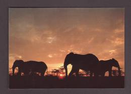 ÉLÉPHANTS - ELEPHANT - ELEPHANTS - AFRICAN WILDLIFE ELEPHANT - 17 X 12cm - BY SAPRA - Elefanti