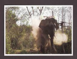 ÉLÉPHANTS - ELEPHANT - ELEPHANTS - NORTH LAOS ELEPHANT A XAYABOURY  - 17 X 12cm - PHOTO MICHEL HUTEAU - Elefanti