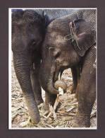 ÉLÉPHANTS - ELEPHANT - ELEPHANTS - NORTH LAOS CONFIDENCES D'ÉLÉPHANTS  - 17 X 12cm - PHOTO MICHEL HUTEAU - Olifanten