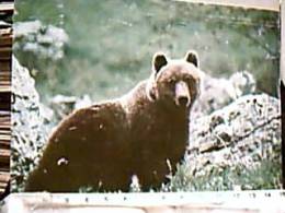 ORSO  BRUNO  MARSICANO PARCO D'ABRUZZO VB1978 EA8215 - Ours