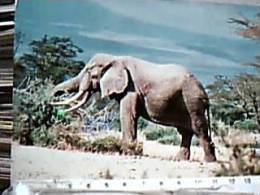 ELEFANTE ELEFANTI ELEPHANT AFRICA AFRICANO N1975 EA8219 - Elefanti