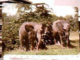 ELEFANTE ELEFANTI ELEPHANT AFRICA   ZOO  NEW YORK USA PARK  ZOOLOGICAL N1950 EA8225 - Olifanten