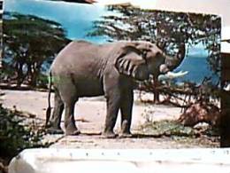 ELEPHANT ELEFANTE ELEFANTI AFRICA  KENYA V1964 EA8233 - Elefanti