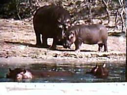 IPPO IPPOPOTAMO  AFRICA  EAST N1980  EA8256 - Hippopotamuses