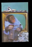 SINGES : Singe Réparateur Télévision TV Chimpanzé Monkey Affe Edition Algérienne Tlemcen 1984 - Affen