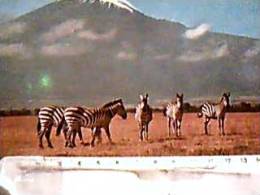 ZEBRA  ZEBRE AFRICA  KENYA  KILMANJARO  N1975  EA8258 - Cebras