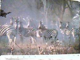 ZEBRA  ZEBRE AFRICA  SUID SUD  SOUT5HERN  RSA VB1988  EA8259 - Cebras