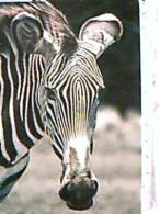 ZEBRA  ZEBRE AFRICA  NB1980  EA8260 - Cebras